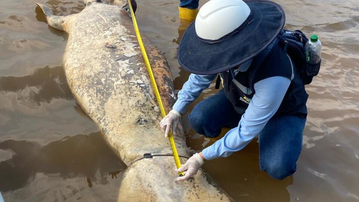 muerte manatíes Barrancabermeja — Muerte Manatíes Barrancabermeja: Alerta Ambiental por Ciénaga San Silvestre