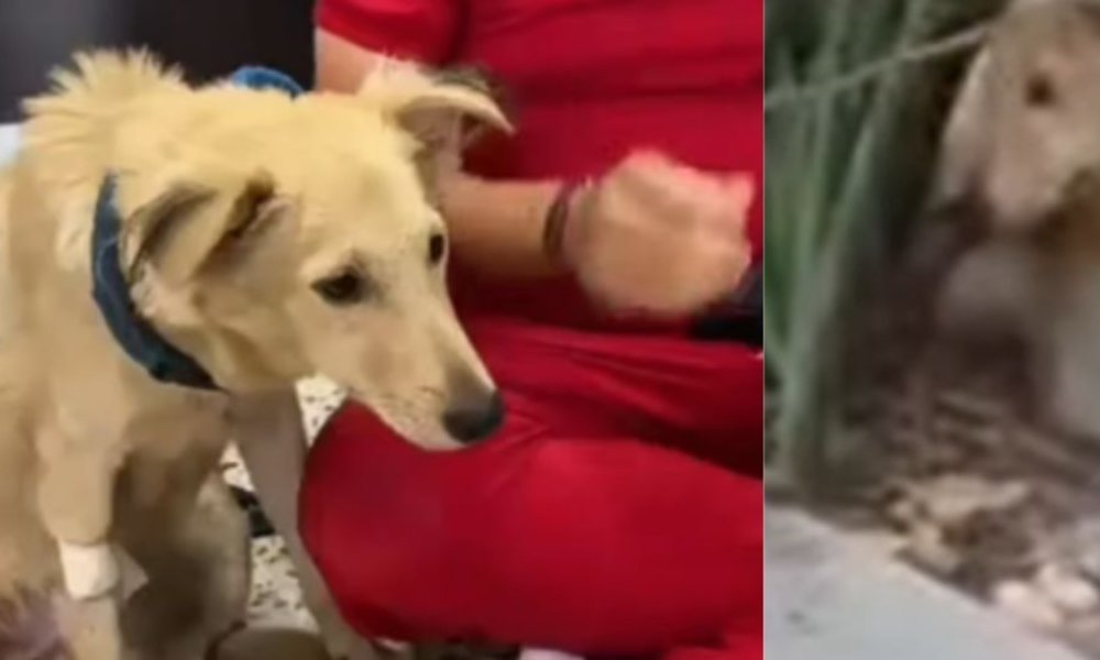 Maltrato animal Soledad — Maltrato Animal Soledad: Perro Arrojado de Vehículo e Indignación en Atlántico