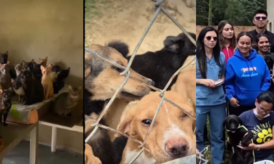 rescate animal Boyacá — Rescate animal Boyacá: Más de 100 perros y gatos salvados de hacinamiento