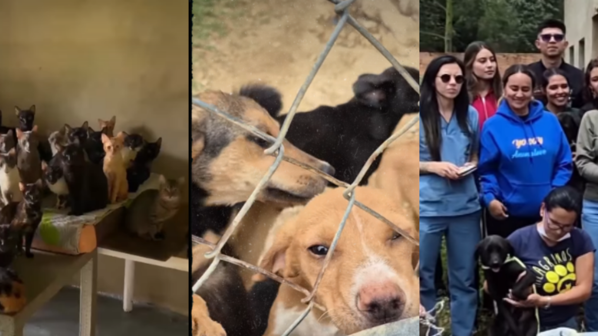 rescate animal Boyacá — Rescate animal Boyacá: Más de 100 perros y gatos salvados de hacinamiento