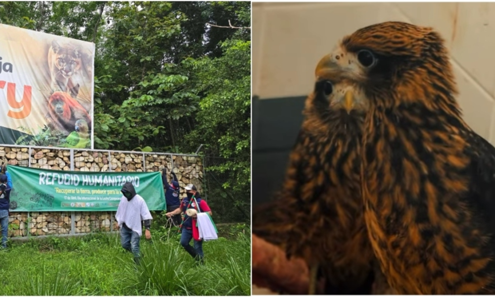 Ocupación hogar fauna Yopal — Ocupación hogar fauna Yopal: Muerte de Aves y Riesgo Animal