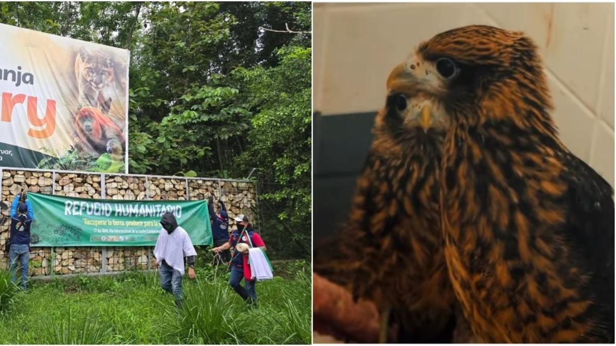 Ocupación hogar fauna Yopal — Ocupación hogar fauna Yopal: Muerte de Aves y Riesgo Animal