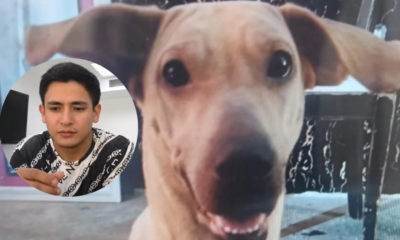 Maltrato animal Kira — Prisión preventiva para señalado por maltrato animal Kira en Bucaramanga