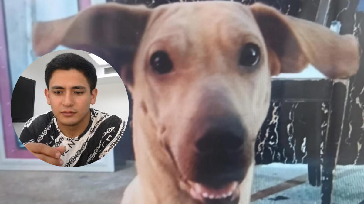 Caso Kira Bucaramanga — Abimelec Camacho Acepta Cargos por Muerte de Perrita Kira en Bucaramanga