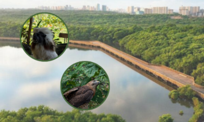 Liberación fauna silvestre — Liberación fauna silvestre: 62 animales regresan a su hábitat en el Caribe colom