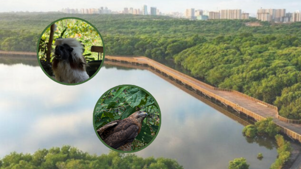 Liberación fauna silvestre — Liberación fauna silvestre: 62 animales regresan a su hábitat en el Caribe colom