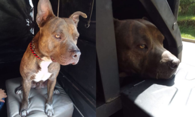 Toby perro sobreviviente — La historia de Toby, el perro sobreviviente del atentado en Cauca