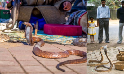 Muerte turista serpiente Egipto — Muerte turista serpiente Egipto: Alemán fallece en show con cobra