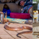 Muerte turista serpiente Egipto — Muerte turista serpiente Egipto: Alemán fallece en show con cobra
