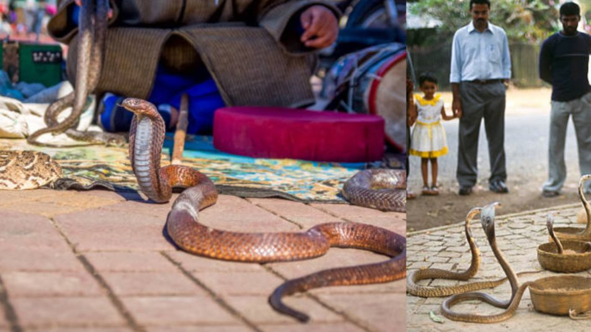 Muerte turista serpiente Egipto — Muerte turista serpiente Egipto: Alemán fallece en show con cobra