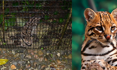 tráfico ocelotes Jamundí META — Tráfico Ocelotes Jamundí: Rescate de Felinos Silvestres y Captura de Responsable