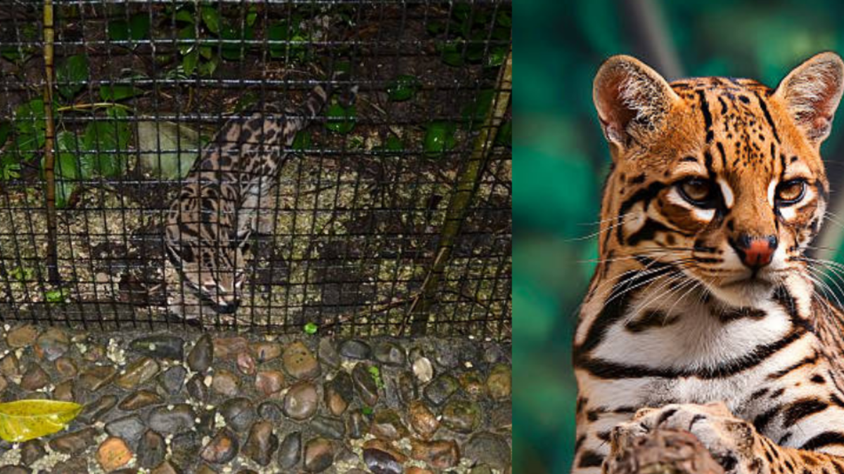 tráfico ocelotes Jamundí META — Tráfico Ocelotes Jamundí: Rescate de Felinos Silvestres y Captura de Responsable