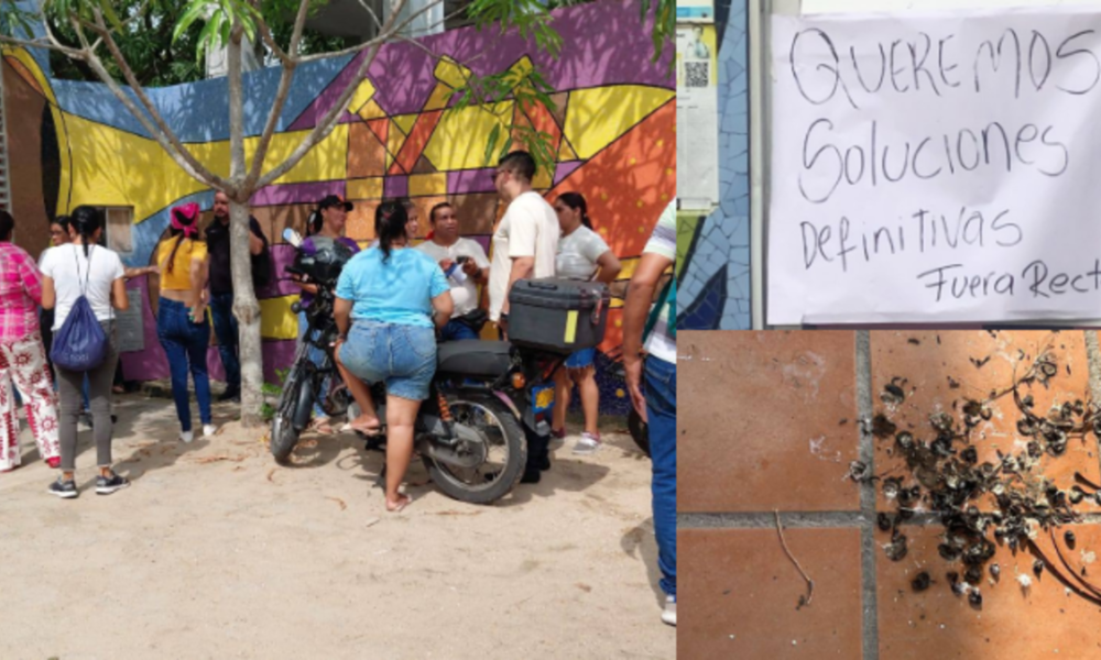 Murciélagos colegio Polonuevo — Padres protestan por murciélagos en colegio de Polonuevo