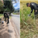 Explosivos Piendamó — Neutralizan Explosivos Piendamó, Cauca: Policía evita tragedia en vía Panamerica