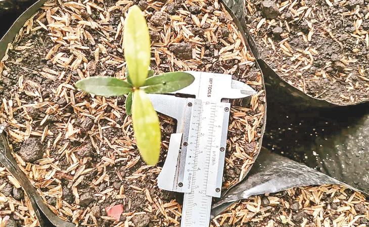 Biofertilizantes restauración ecológica — Biofertilizantes restauración ecológica: Impulso clave para el crecimiento de pl