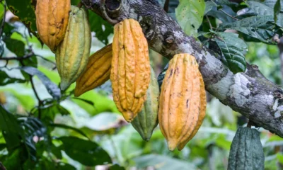 inversión extranjera en cacao — Inversión extranjera en cacao: Colombia posiciona su oferta agroindustrial