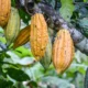 inversión extranjera en cacao — Inversión extranjera en cacao: Colombia posiciona su oferta agroindustrial
