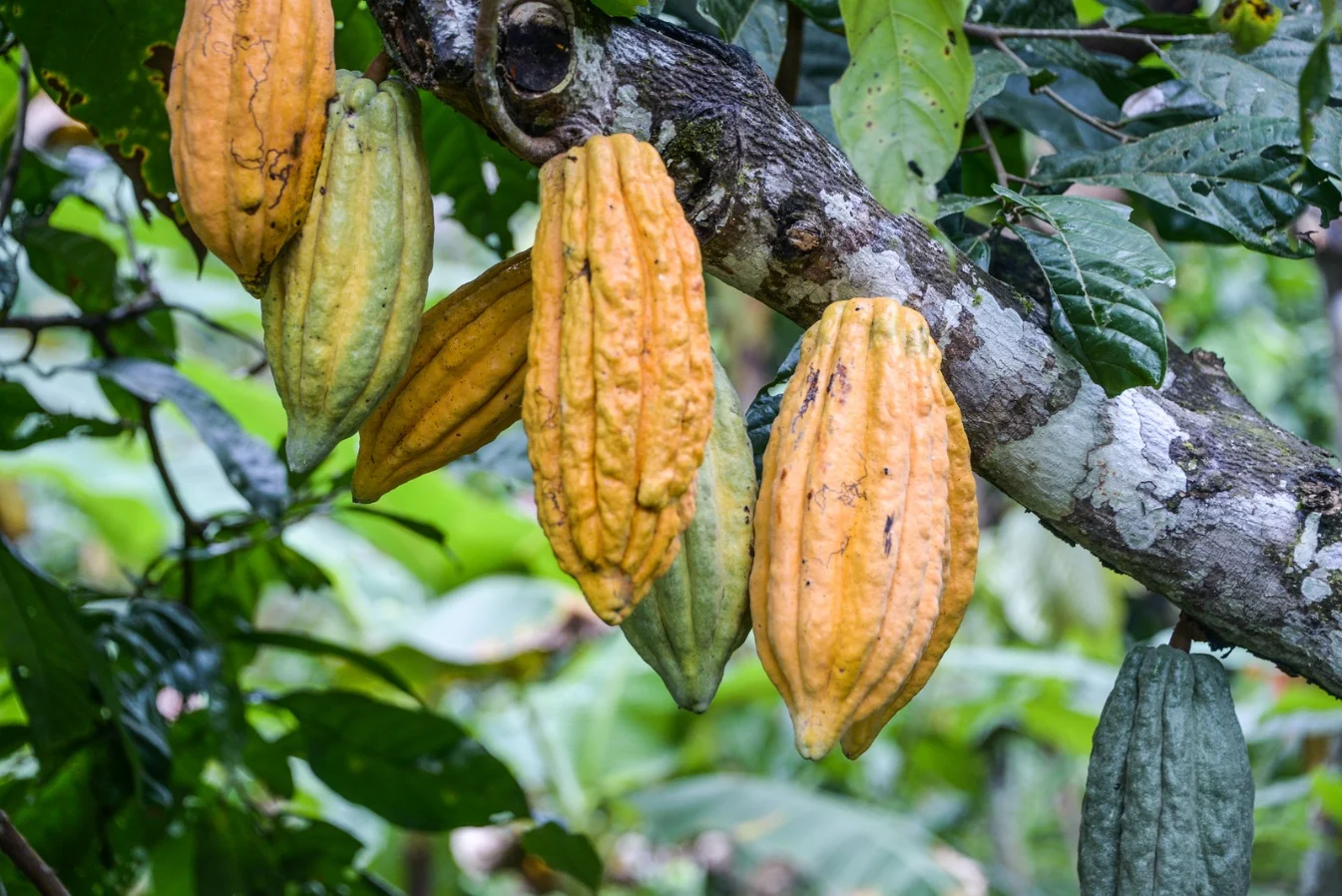 inversión extranjera en cacao — Inversión extranjera en cacao: Colombia posiciona su oferta agroindustrial