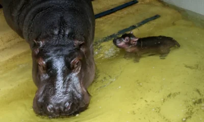 Hipopótamos de Escobar — Colombia evalúa traslado de hipopótamos de Escobar a centro de rescate en India