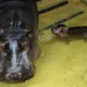 Hipopótamos de Escobar — Colombia evalúa traslado de hipopótamos de Escobar a centro de rescate en India