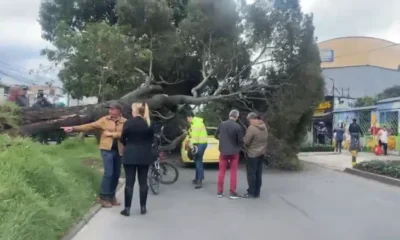 Caída árbol Fontibón — Caída Árbol Fontibón: Restricción en Avenida Esperanza Genera Desvíos