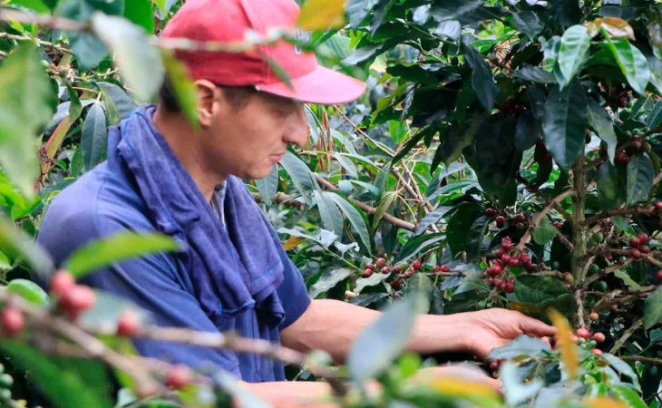 Inversión café Colombia — Gobierno aprueba millonaria inversión café Colombia para enfrentar El Niño