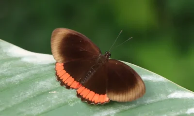 Mariposario Pitalito Huila — Mariposario Pitalito Huila Abre sus Puertas para la Conservación Ambiental