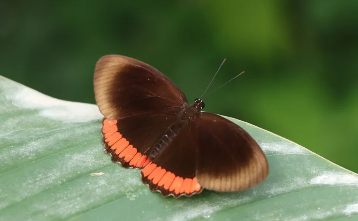 Mariposario Pitalito Huila — Mariposario Pitalito Huila Abre sus Puertas para la Conservación Ambiental