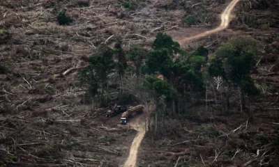 Destrucción bosques tropicales — Destrucción Bosques Tropicales: Descenso en 2025, Desafío para 2030