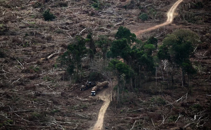 Destrucción bosques tropicales — Destrucción Bosques Tropicales: Descenso en 2025, Desafío para 2030