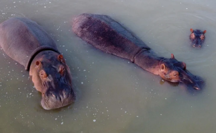 Hipopótamos Colombia genética — Hipopótamos Colombia: Pobreza genética impide su reubicación internacional