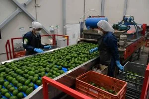 Risaralda aguacate Hass — Risaralda Aguacate Hass: Eje Exportador Impulsa Cadena Productiva Colombiana