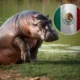 Plan Control Hipopótamos — México Cierra Puertas: Colombia Ratifica Plan Control Hipopótamos