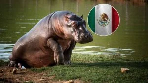 Plan Control Hipopótamos — México Cierra Puertas: Colombia Ratifica Plan Control Hipopótamos
