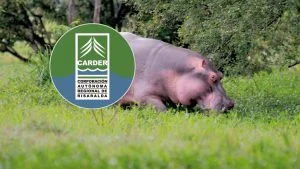 CARDER rechaza sacrificio — CARDER Rechaza Sacrificio de Hipopótamos y Cuestiona Estrategia del Gobierno