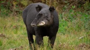 Día Mundial Danta — Día Mundial Danta: Colombia Destaca Rol Crucial del Mamífero