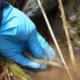 Mortandad peces Santa Rosa — Mortandad peces Santa Rosa: CARDER investiga causas en afluente clave