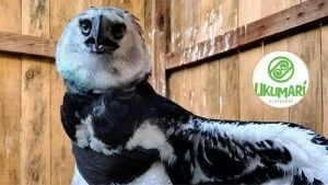 Águila arpía herida — Águila arpía herida en Colombia: Alerta ambiental por especie clave