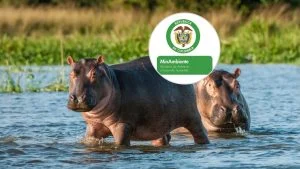 Control hipopótamos Colombia — Gobierno Nacional implementa nuevo protocolo para el Control hipopótamos Colombi