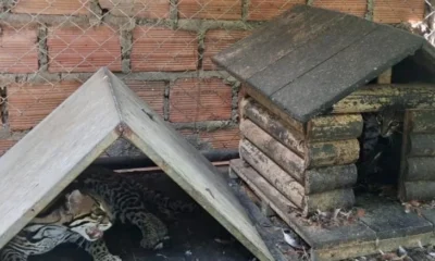 rescate ocelotes Jamundí — Rescate Ocelotes Jamundí: Autoridades detienen tráfico ilegal de felinos por red
