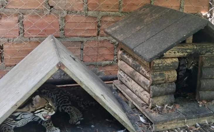 rescate ocelotes Jamundí — Rescate Ocelotes Jamundí: Autoridades detienen tráfico ilegal de felinos por red