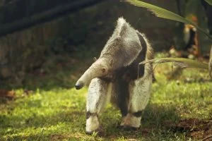 osos palmeros Ukumarí — Ukumarí Recibe Osos Palmeros para Reforzar Bienestar Animal