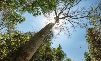 Contratos Forestal Huila — Auditoría de Contraloría revela fallas en Contratos Forestal Huila