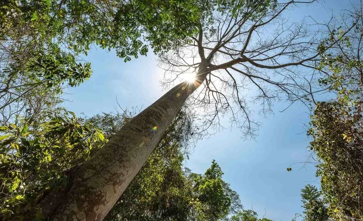 Contratos Forestal Huila — Auditoría de Contraloría revela fallas en Contratos Forestal Huila