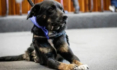 penalizar zoofilia — Avanza proyecto de ley para penalizar zoofilia en Colombia