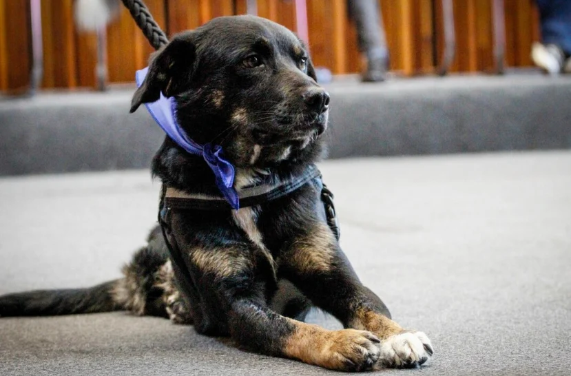 penalizar zoofilia — Avanza proyecto de ley para penalizar zoofilia en Colombia