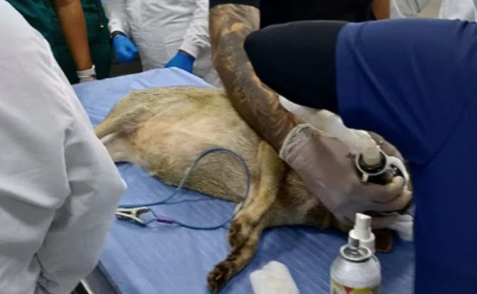 Biobanco fauna silvestre — Colombia estrena biobanco fauna silvestre para investigación y conservación