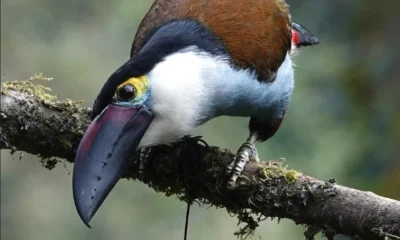 inversión en biodiversidad — Inversión en biodiversidad: Banco de Occidente y Terrasos impulsan alianza