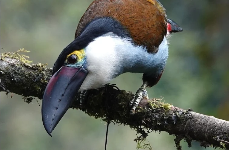 inversión en biodiversidad — Inversión en biodiversidad: Banco de Occidente y Terrasos impulsan alianza