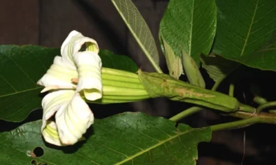 nuevo árbol andino — Descubren Nuevo Árbol Andino en Bosques Nublados de Colombia y Perú